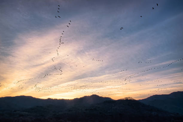 istock Birds flying at dawn VD702 1080507644