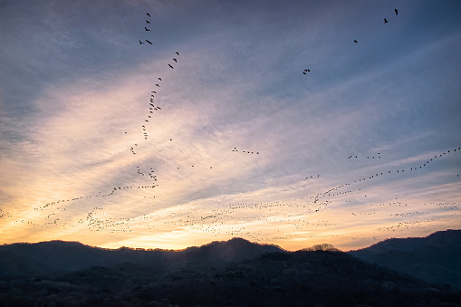 Dawn-flying Birds of Dawn
