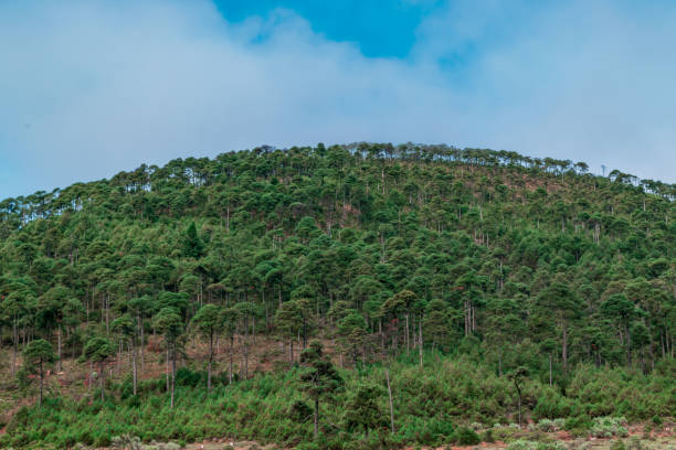 istock Green landscape in the forest 1080511032