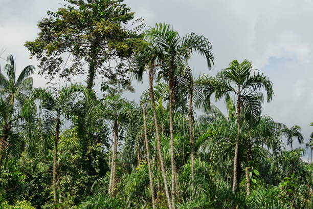 istock Palm trees in the jungle 1080516118