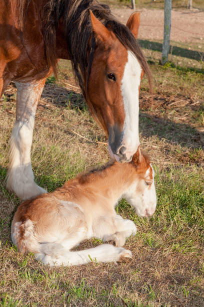istock clydesdale horse 1080521332