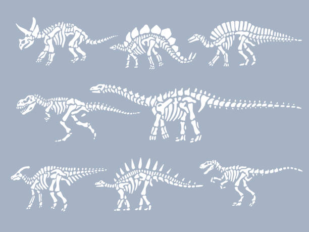 набор окаменелостей динозавров скелетов - skeletons stock illustrations