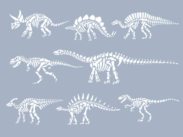 Set of dinosaurs fossils skeletons Set of dinosaurs fossils skeletons. Vector illustration fossil stock illustrations