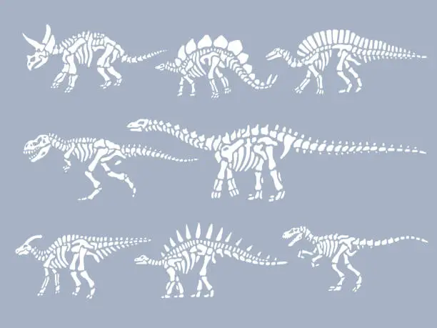 Vector illustration of Set of dinosaurs fossils skeletons