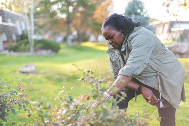 senior african-american female active outdoors trimming flowering yard plants on an autumn evening - senior women rose women flower bed imagens e fotografias de stock