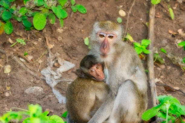 istock Wild monkey mother with baby 1080536780