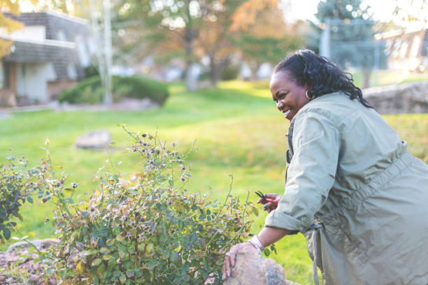 senior african-american female active outdoors trimming flowering yard plants on an autumn evening - senior women rose women flower bed imagens e fotografias de stock