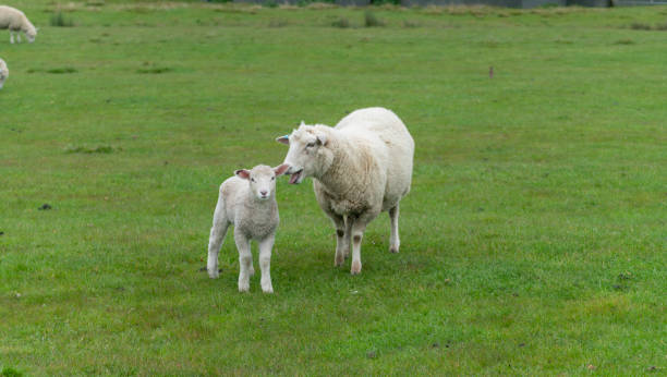 istock Sheep and new lambs on farm 1080541166