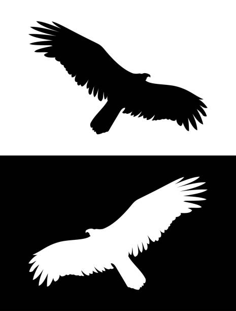 ilustraciones, imágenes clip art, dibujos animados e iconos de stock de vuelo águila o ave de rapiña con la extensión alas de silueta de vector - aguila real