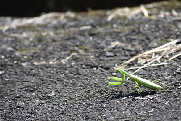 istock Mantis of Japan 1080551214