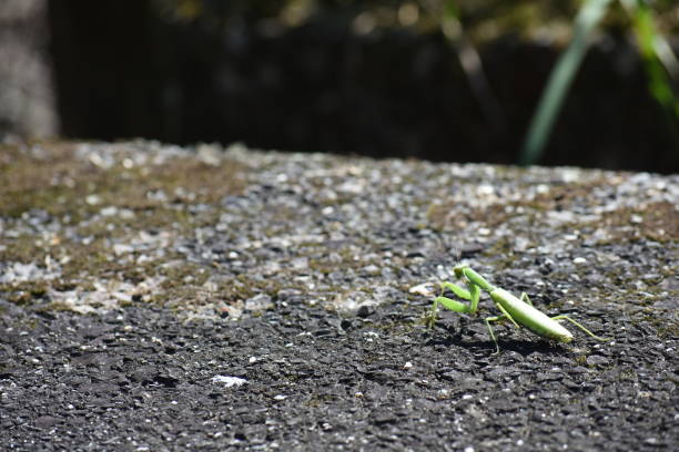 istock Mantis of Japan 1080555730