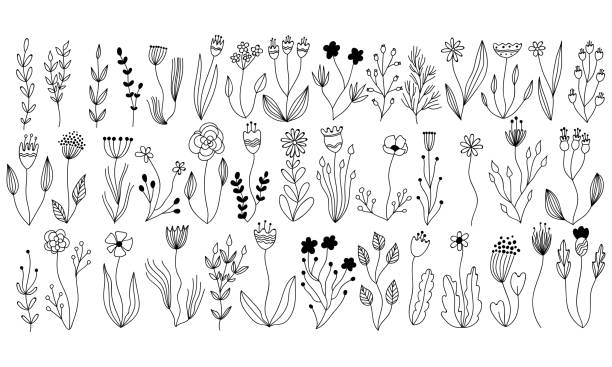 векторная ботаническая коллекция цветочных и травяных элементов. изолированные векторные растения, ветви и цветы в дизайне чернильного эс - herbaceous plant stock illustrations