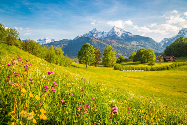 istock Idyllic mountain scenery in the Alps with blooming meadows in springtime 1080564074