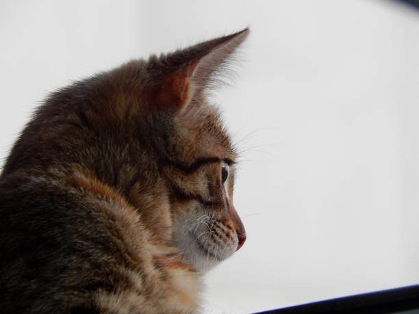 The kitten looks into the distance became interested in something