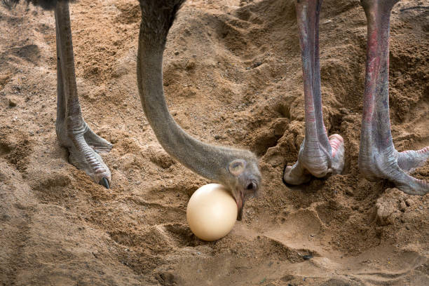 Ostrich is taking care of its eggs.