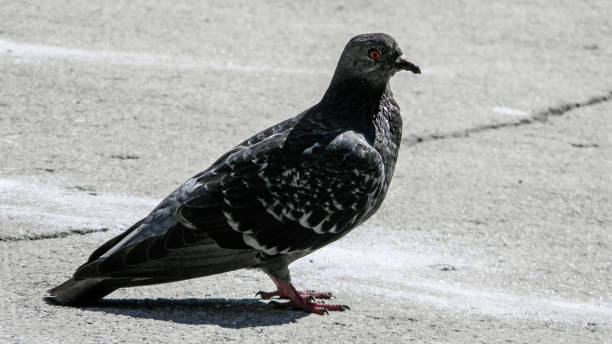 istock The bird the pigeon costs on asphalt 1080592340