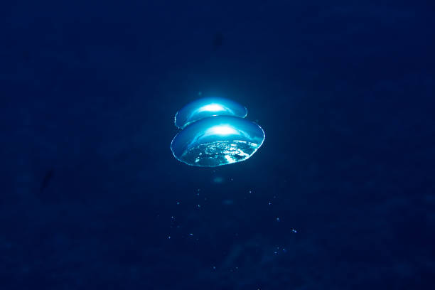 istock Air Bubble in Water Reflecting Coral Reef 1080594286