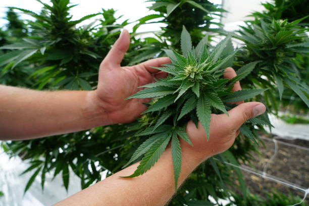 Farmers Cannabis Plant