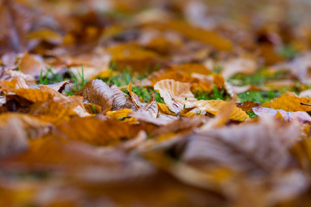 Many autumn leaves on the ground of a park