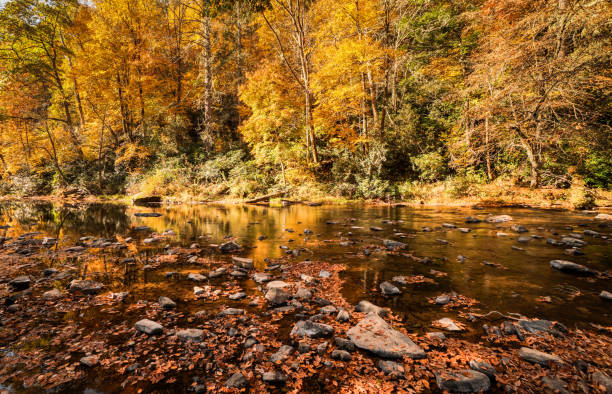 istock fall color landscape with forest and river and fallen leaves in the foreground 1080614814