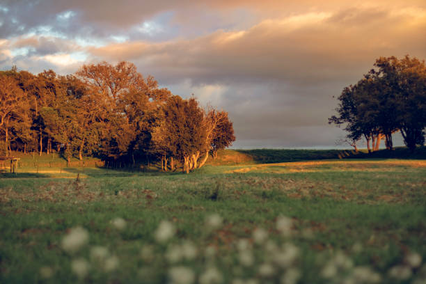 istock Sunset landscape on a green field 1080617662