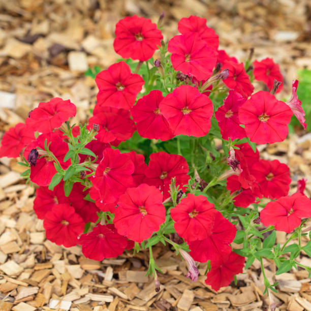 A DSLR photo of beautiful petunia flowers in mulch.