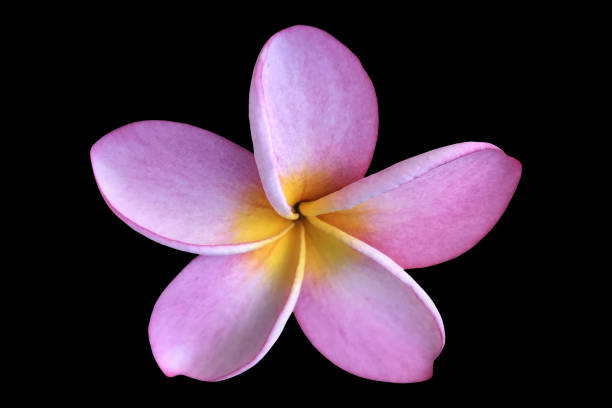 istock Pink plumeria frangipani isolated flower 1080628576
