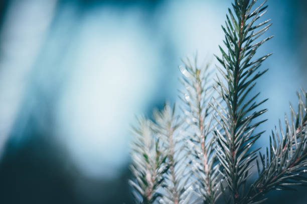 istock Christmas background. Green fir tree. 1080630706