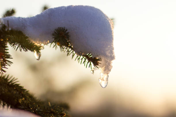 istock Pine tree branch covered with snow, flairs and sun beams behind 1080640780