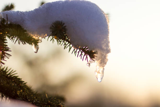 istock Pine tree branch covered with snow, flairs and sun beams behind 1080640782