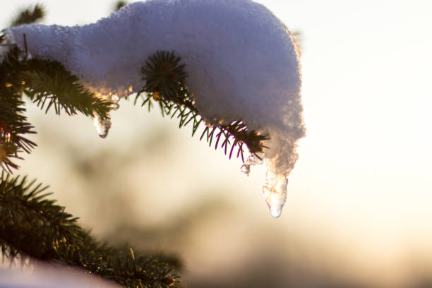 istock Pine tree branch covered with snow, flairs and sun beams behind 1080640784