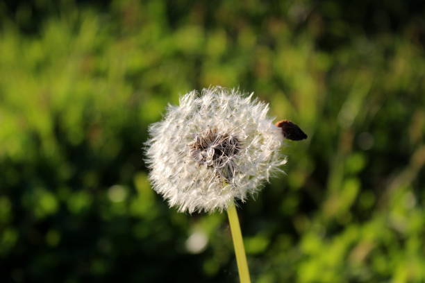 istock Dandelion flower head on green background 1080644330