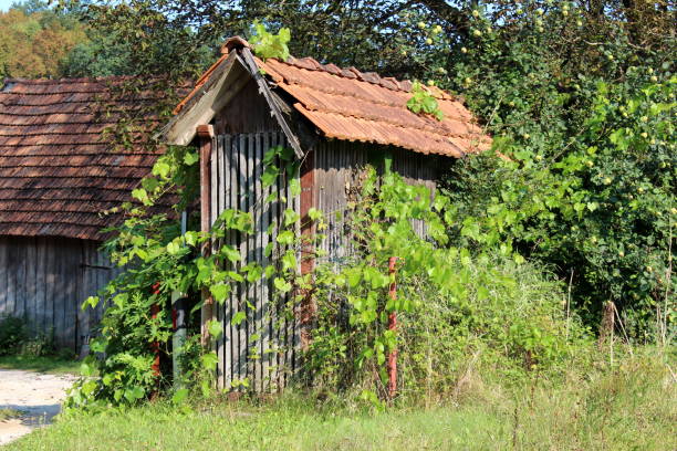istock Corn shed used for drying and storing corn cobs made from narrow wooden boards completely overgrown with crawler plants and forest vegetation 1080644340