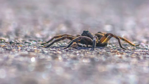 Wolf spider isolated on gray surface in Utah Wolf spider isolated on gray surface in Utah. A wolf spider isolated on a gray surface on a sunny day in Utah. Wolf spiders have excellent eyesight which makes them outstanding hunters. arachnology stock pictures, royalty-free photos & images