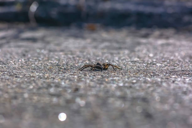 Wolf spider on the rough road in Utah Wolf spider on the rough road in Utah. Close up of a robust and agile wolf spider on a rough road in Utah. Two of this spider's eight eyes are prominent giving it an excellent eyesight. arachnology stock pictures, royalty-free photos & images