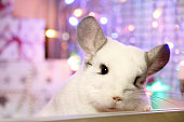 Portrait of cute white chinchilla on a background of Christmas decorations and Christmas lights. Winter season and New Year pet gifts.