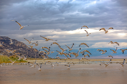 Flock of flying birds against a cloud covered sky. Flock of birds flying against a cloud covered sky in the Great Salt Lake in Utah with shallow water, sandy shore, and view of a rugged mountain.