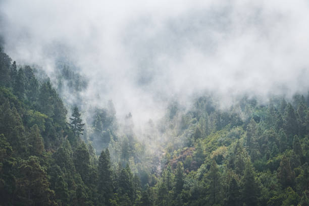 fog forest ,   trees in clouds, foggy conifer forest landscape