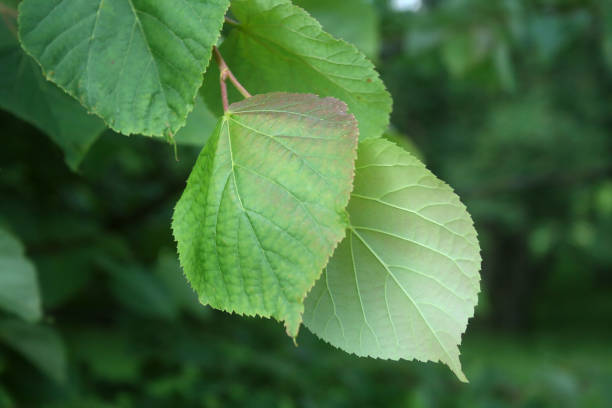 istock summer vegetation in the Park 1080666854
