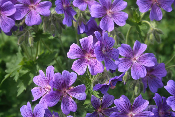 istock summer vegetation in the Park 1080666916
