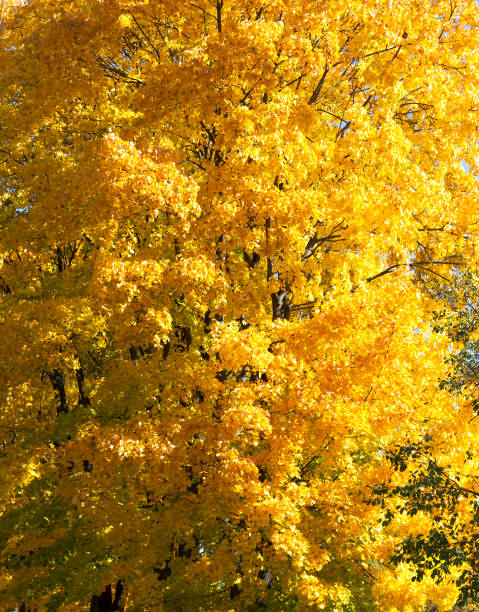 istock Part of yellow maple closeup 1080673412