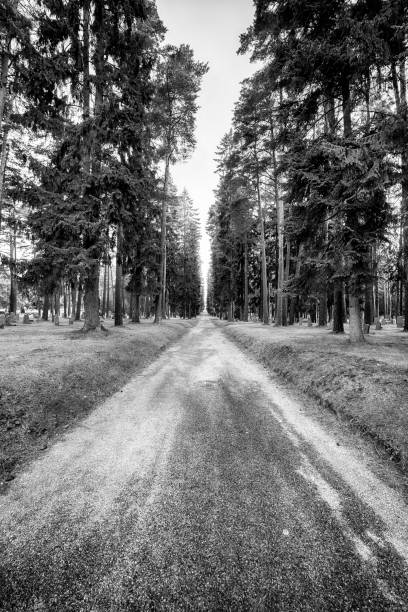 Mysterious road through forest