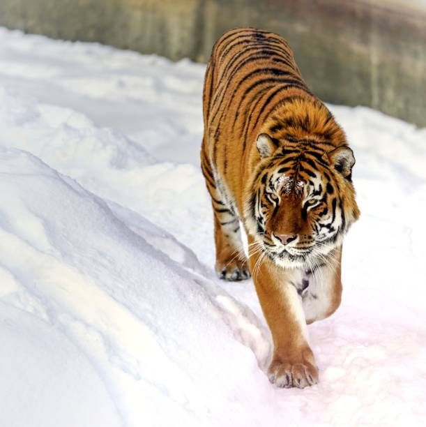 tigre na superfície branca de neve - tiger zoo animal awe - fotografias e filmes do acervo