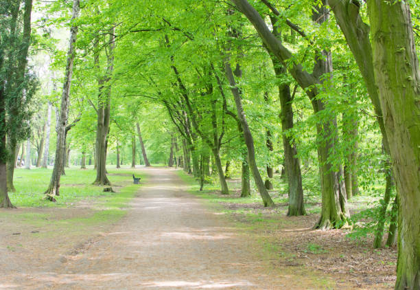 istock Country Path in Old Green Park 1080680602