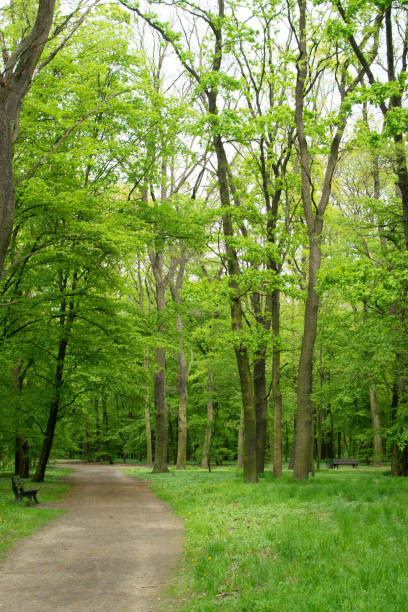 istock Country Path in Old Green Park 1080680762