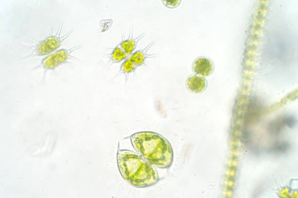 istock Freshwater aquatic plankton under microscope view in laboratory 1080686992