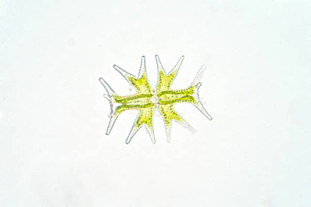 Micrasterias is a unicellular green algae under the microscope view, phytoplankton