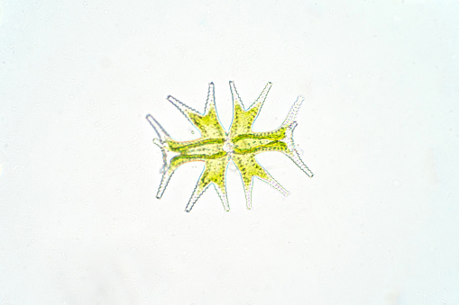 Micrasterias is a unicellular green algae under the microscope view, phytoplankton