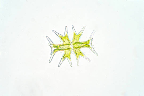 micrasterias jest jednokomórkowymi zielonymi algami pod mikroskopem, fitoplankton - algae cell plant cell micro organism zdjęcia i obrazy z banku zdjęć