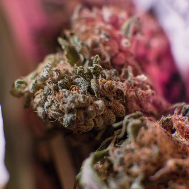 istock One Pound of Organic Cannabis 1080689862